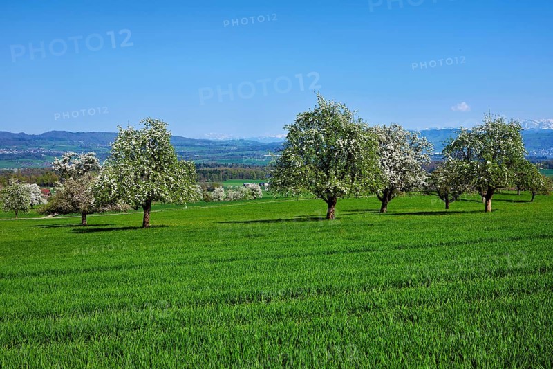 A group of blossoming pear trees, Beinwil, Freiamt, Aargau Canton, Switzerland