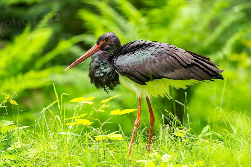Black stork (Ciconia nigra) standing on a meadow, Bavaria, Germany