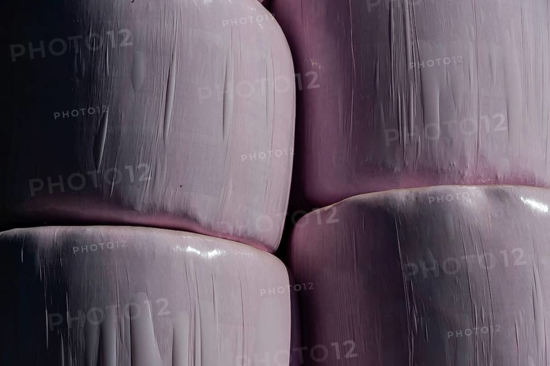 Silage bales in pink plastic foil stacked, Puy de Dome, Auvergne Rhone Alpes, France