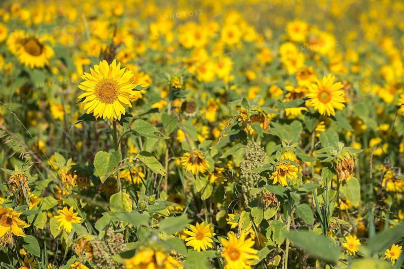 Asteraceae, annual sunflower, common sunflower, helianthus annuus, daisy, common sunflower, flora, plants, plants, sunflower, sunflower field, sunflower