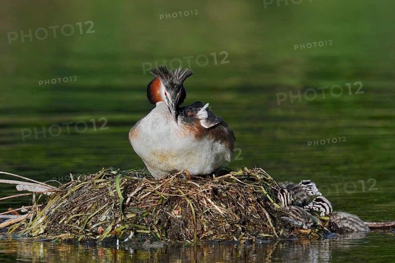 Great Crested Grebe (Podiceps scalloped ribbonfish) with chicks on the nest, North Rhine-Westphalia, Germany