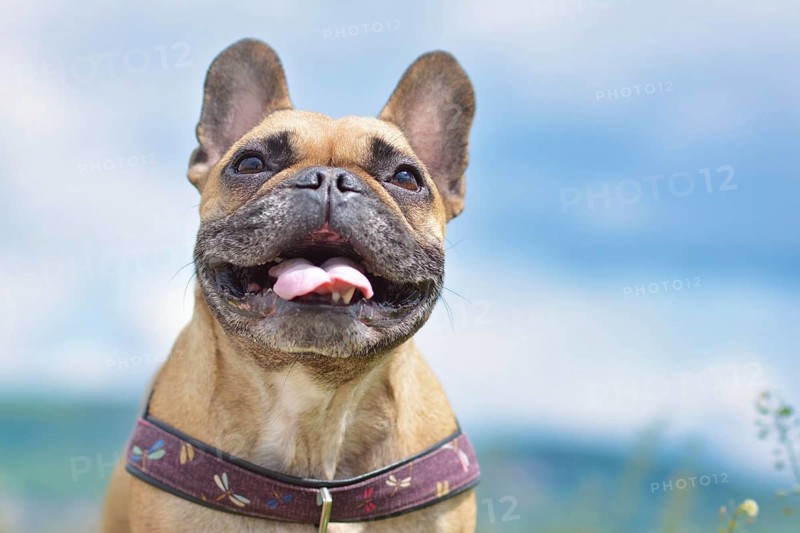 Cute happy French bulldog panting with funny face expression against blue sky