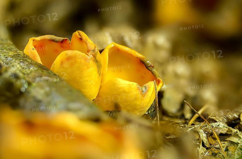 Aleuria onotica, donkey ear, otidea abietina, otidea onotica, peziza onotica, reddish earling, scodellina onotica, fungi, fungus, hare's ear, mushrooms