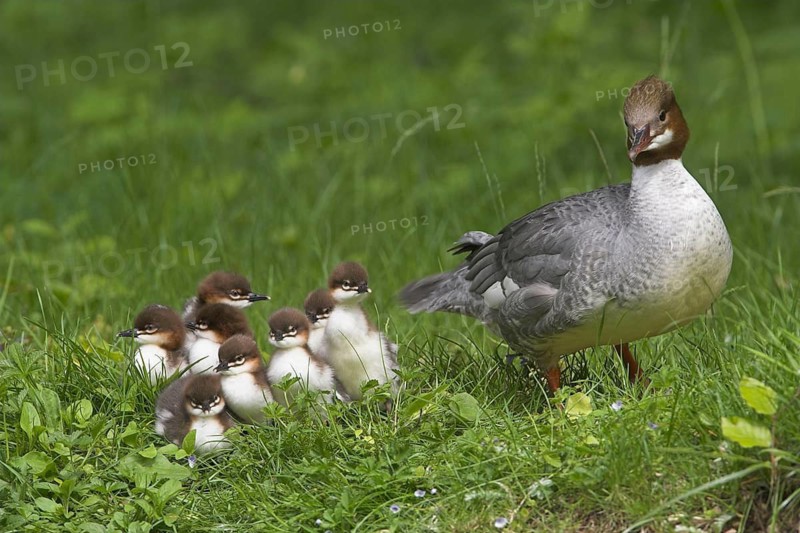 Animals, birds, goosander with chicks (Mergus merganser)