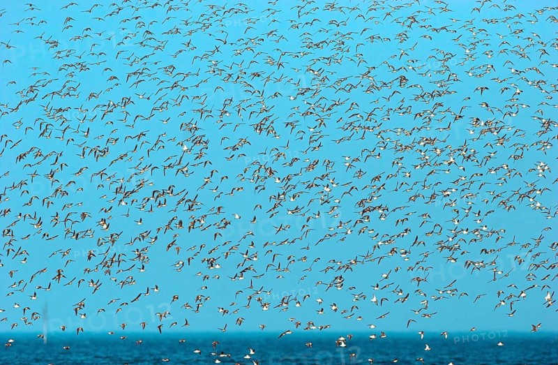 Animals Birds Colony Group Alpine Sandpipers, Calidris alpina, Dunlin, North Sea, Germany