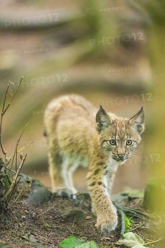 Eurasian lynx (Lynx lynx) youngsters (cub) sitting in a forest, Bavaria, Germany