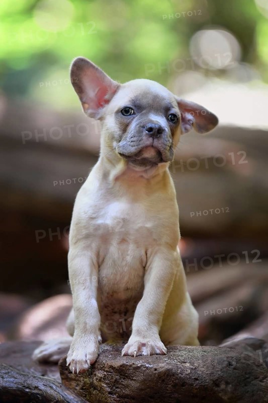 Blue fawn French Bulldog dog puppy with one upright and one floppy ear in forest nature