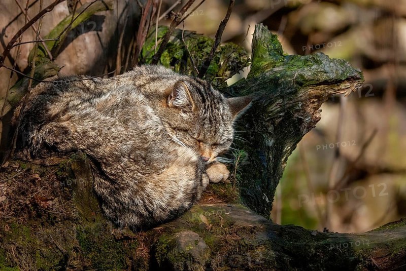 Carnivora, felis silvestris, predators, wildcat, mammals, raptors, sleep, mammals