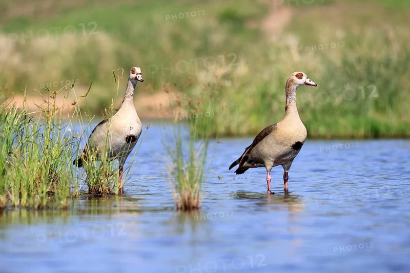 Nile gans (Alopochen aegyptiaca), adult, pair, standing in the water, alert, Kruger National Park, South Africa