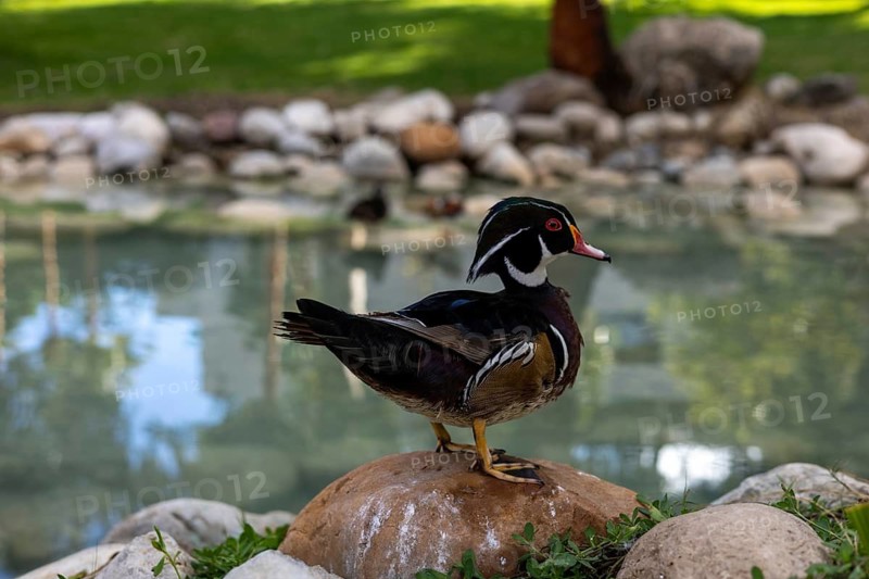 A pair of wood ducks relax on the rocky shore of a tranquil pond. The clear water reflects the lush greenery around them, creating a peaceful atmosphere. Wild life of ducks
