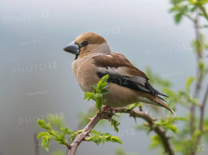 Coccothraustes Coccothraustes, Hawfinch, Heartbiter, Birds, Female, Passeri, Songbirds, Birds, Female