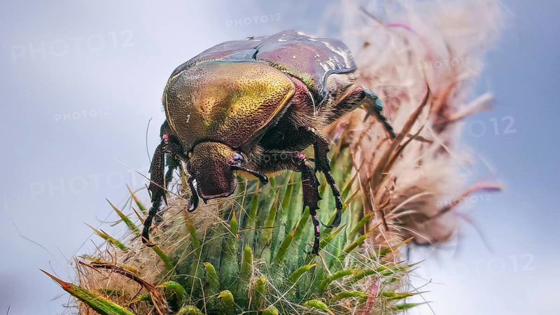 Macro: A metallic-coloured rose chafer (Cetonia aurata) perched on a spiny plant against a blue sky, Steinbach am Wald, Rennsteig, Frankenwald nature park Park, Upper Franconia
