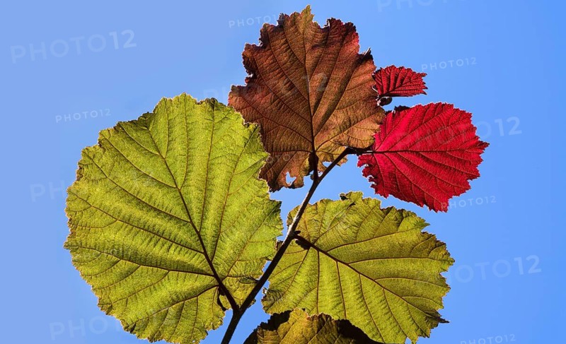 Close-up of the Red Zellernut, red-leaved hazel or cobnut, red-leaved Zellernuss, Corylus avellana
