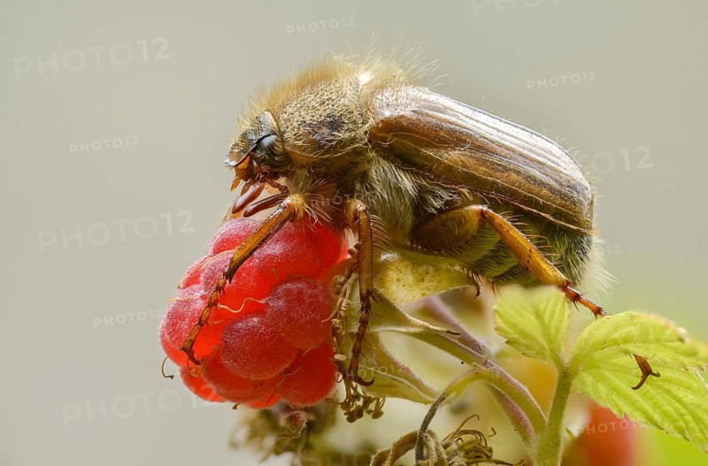 Amphimallon solstitiale, leaf horn beetle, curlew, European June beetle, ribbed curlew, June beetle, small May beetle, scarabaeidae, beetle, coleoptera, insects, beetles, summer chafer