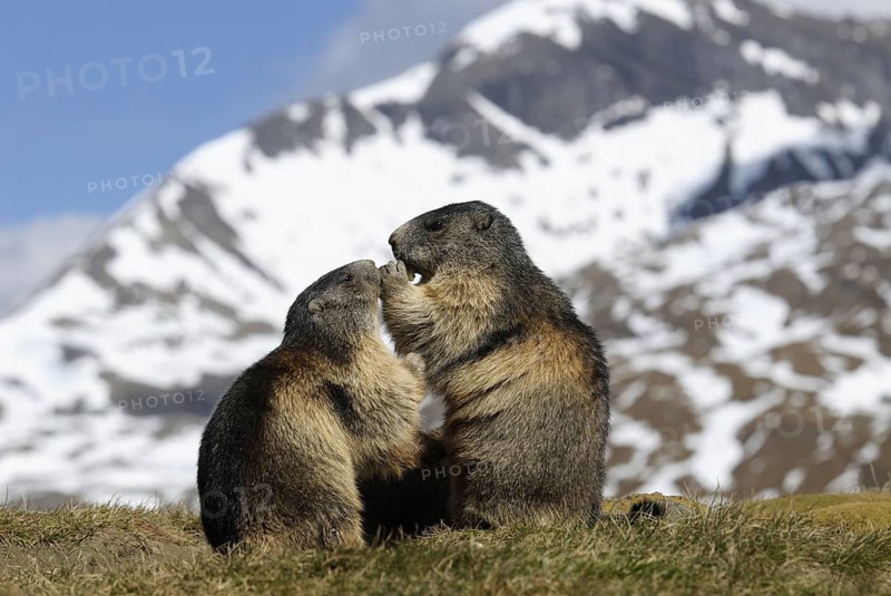 Groundhog, Hohe Tauern, Austria, 09\ 2007