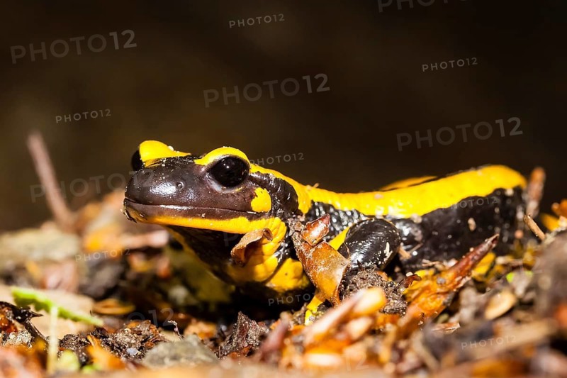 Animals, amphibians, tailed amphibians, true salamander, fire salamander, water bodies, one, individual, biotope, (Salamandra salamandra)