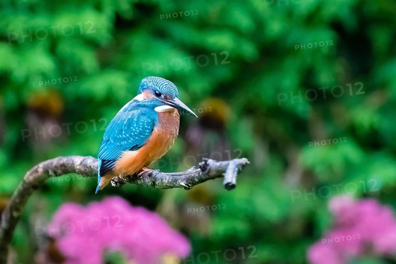Animals, birds, kingfisher, kingfishers, habitat, perch, branch, side view, (Alcedo atthis)