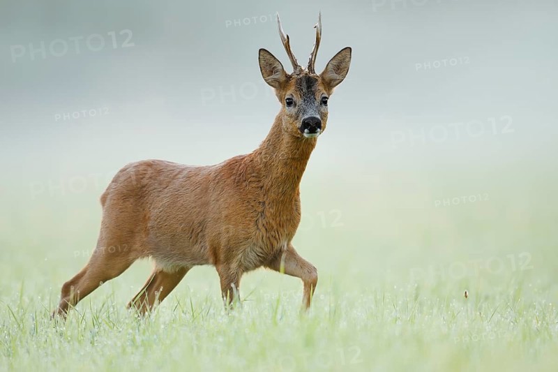 European roe deer (Capreolus capreolus), a roebuck standing in the morning mist in a meadow, North Rhine-Westphalia, Germany
