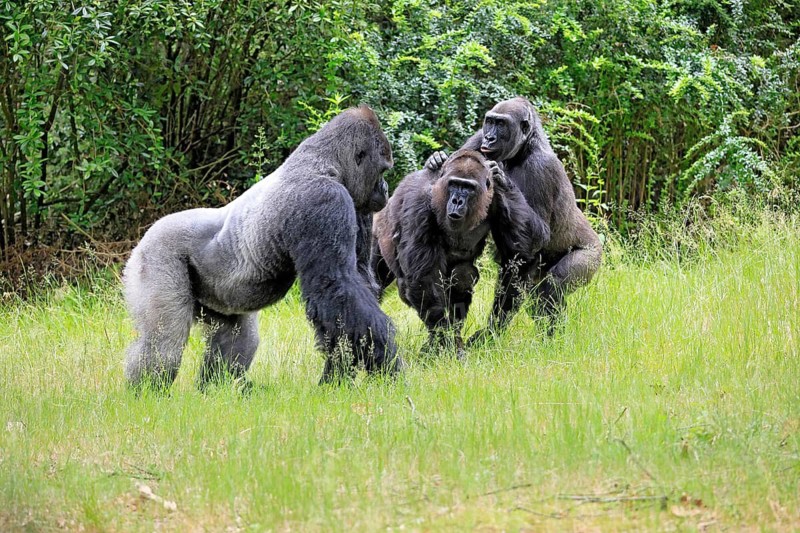 Western gorilla (Gorilla gorilla), adult, male, silverback, female, group, social behaviour, on the ground
