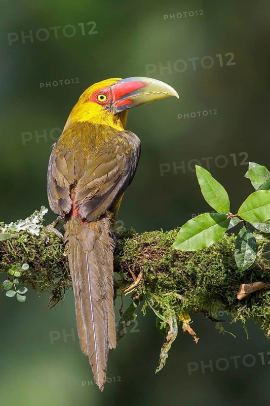 Saffron Toucanet (Pteroglossus bailloni) perched on a branch in the Atlantic rainforest of southeast Brazil