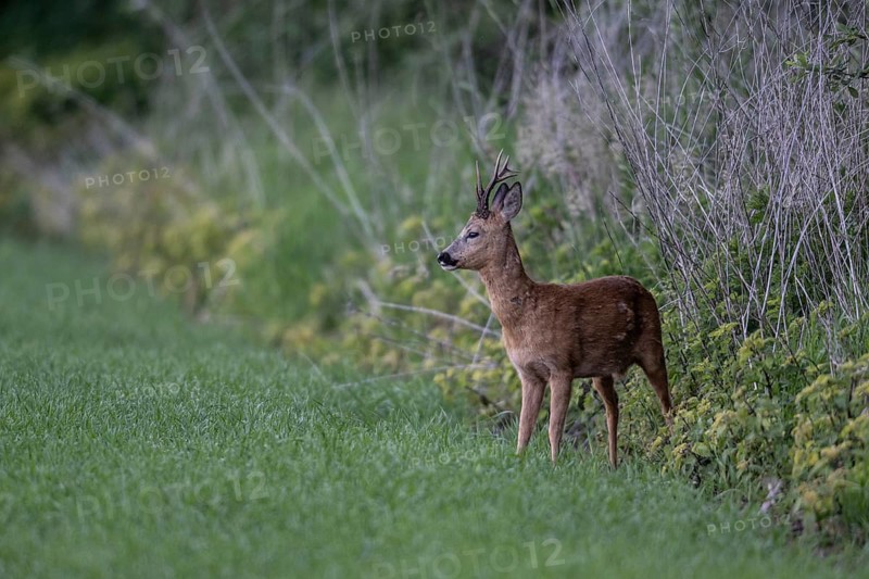 Roebuck (Capreolus capreolus), Emsland, Lower Saxony, Germany