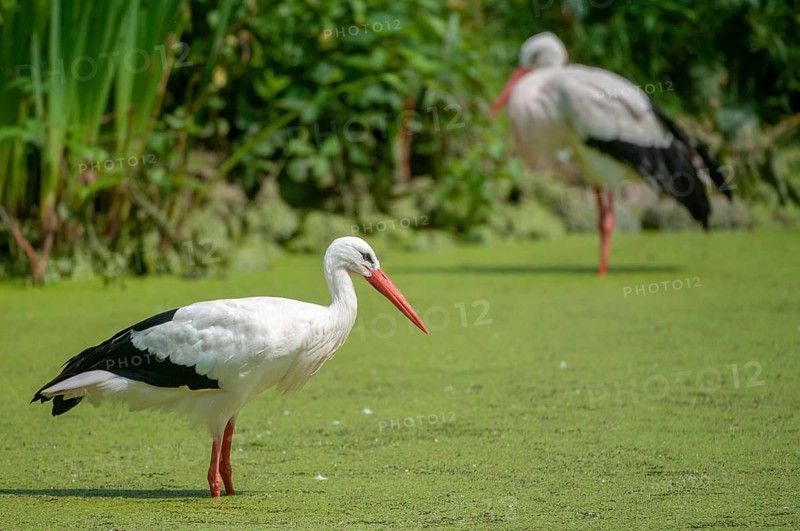 Ciconia ciconia, white stork, birds, ciconiiformes, walking birds, stork, stork, stork, storks, birds