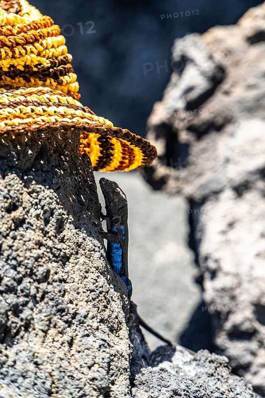 El hierro giant lizard - gallotia caesaris - perching on dark volcanic rock under the shade of a straw hat, showcasing its vibrant blue markings along its side on a sunny day in the canary islands