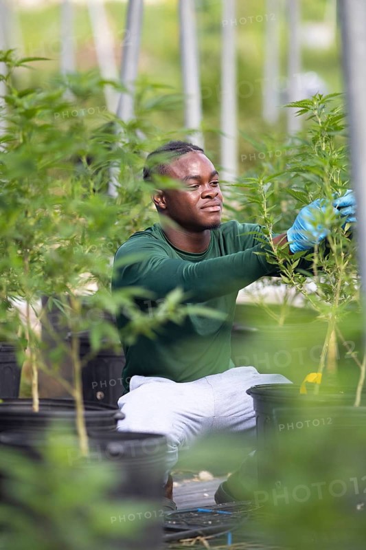 Jamaican man plucking stems from a cannabis plant, Jacana Organic Cannabis Farm, Saint Ann Parish, Jamaica, West Indies, Caribbean, Central America