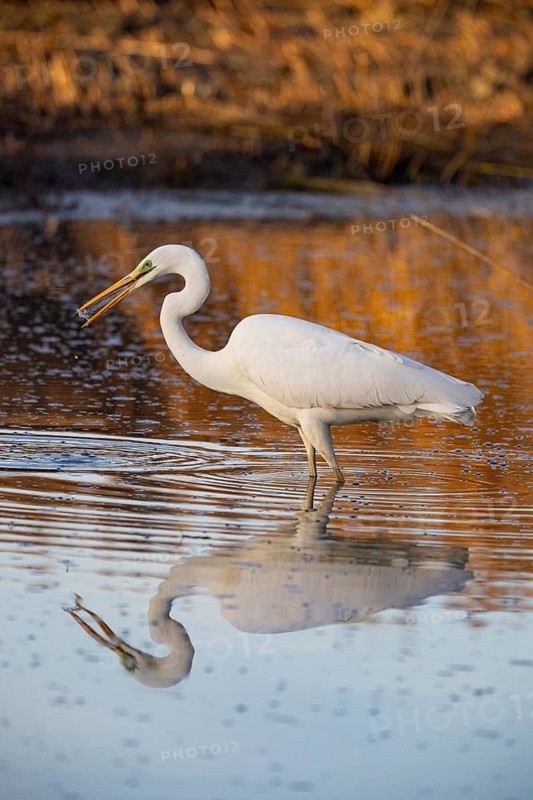 Great White Egret (Egretta alba) Germany
