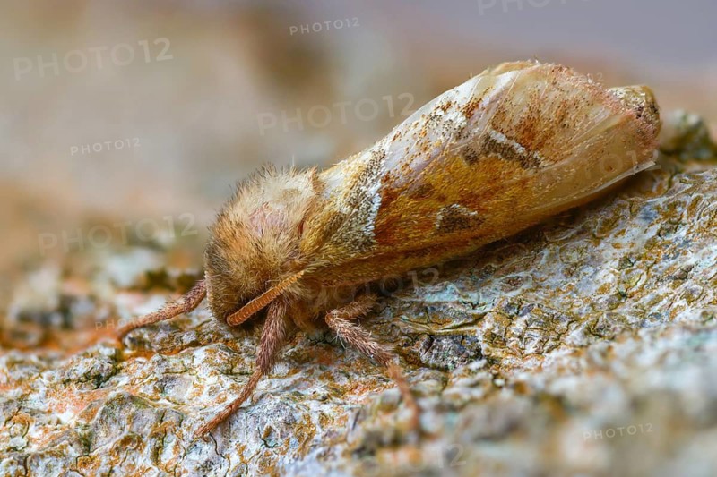 Ampfer root borer, hepialus sylvina, mallow root spinner, orange swift, triodia sylvina, root borer, flew off, old, insects, moths, moths, moths, butterflies