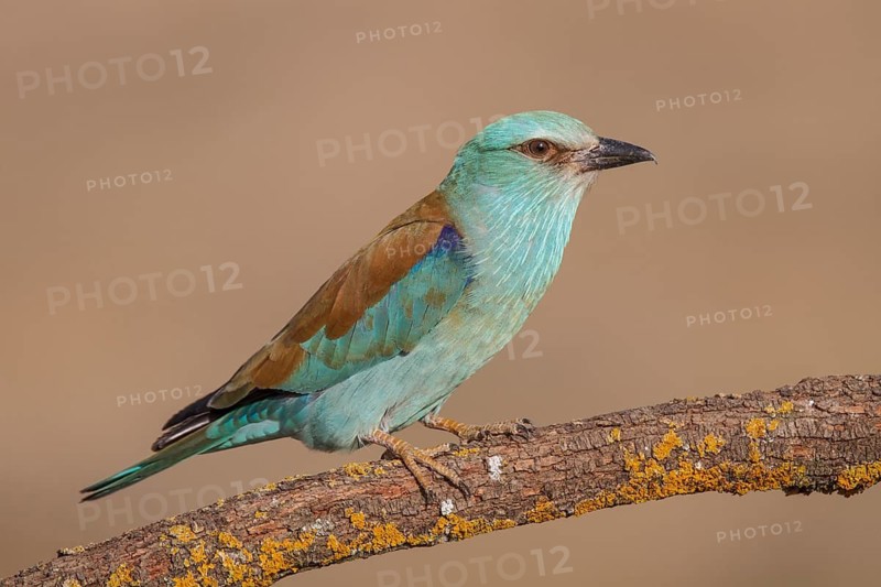 European Roller (Coracias garrulus), perched on a branch, Castile-La Mancha