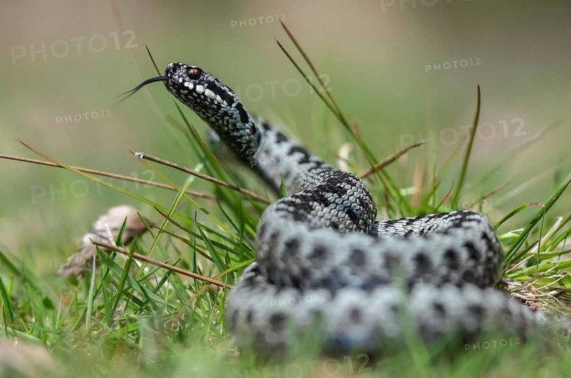 European adder, European viper, venomous snake, vipera berus, critters, poisonous reptiles, reptilia, reptiles, snakes, snakes
