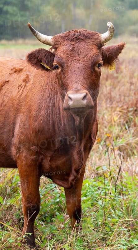 Artiodactyla, Bavaria, Bos Taurus sspec.5, cattle, even-toed ungulate, high-altitude cattle, Upper Palatinate, cloven-hoofed cattle, Tirschenreuth, Waldnaab, Waldnaabaue, wild willows Waldnaabaue, domesticated animals, extensive grazing, pet, high size, portrait format, mammals, cattle, mammals