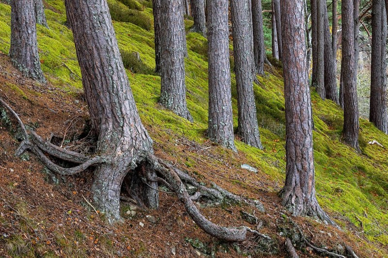 Pine (Pinaceae) in a forest in Scotland, Aviemore, Scotland, United Kingdom