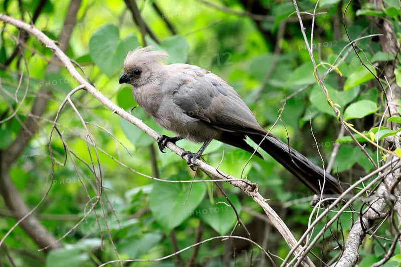Grey Go-away-bird (Crinifer concolor), Grey Go-away-bird, subadult, half-grown, perched on a tree, alert, Kruger National Park, South Africa