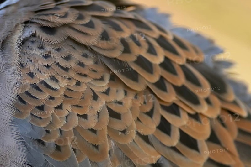 European turtle dove (Streptopelia turtur) adult bird close up of its wing feathers, England, United Kingdom
