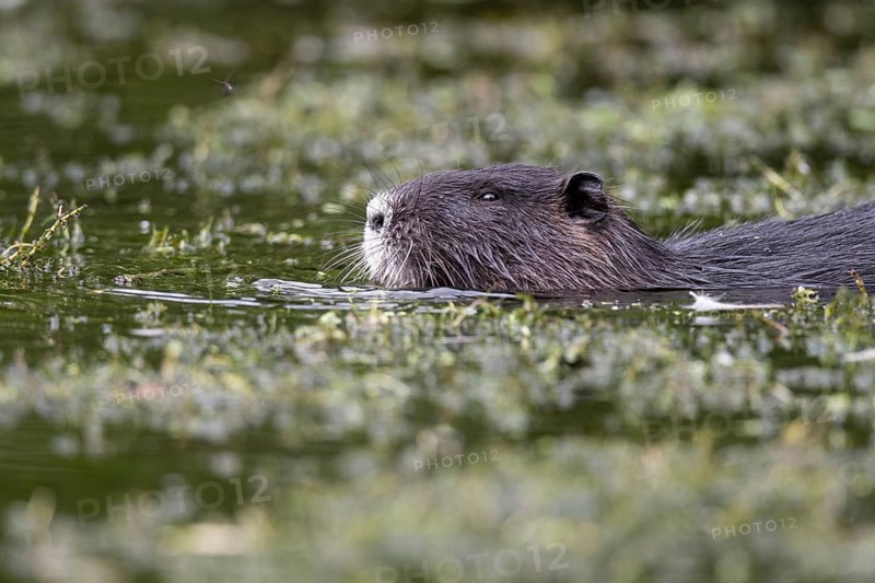 Nutria (Myocastor coypus) in a body of water, Osnabrück, Lower Saxony, Germany