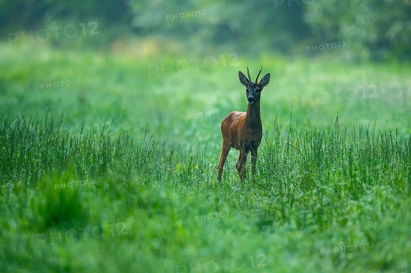 A roe deer (Capreolus capreolus) during the rutting season, Vechta, Lower Saxony, Germany