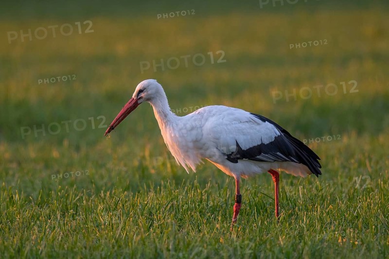 White Stork (Ciconia ciconia) foraging, North Rhine-Westphalia, Germany