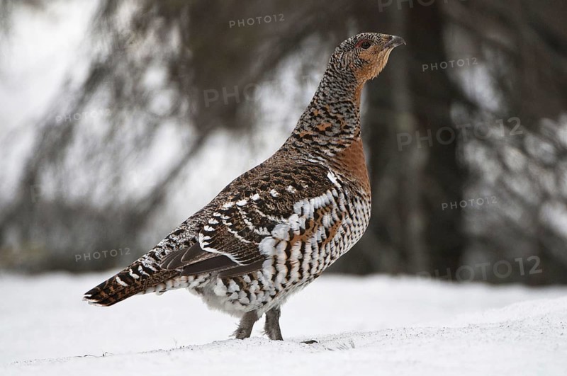 Capercaillie, Tetrao urogallus, Norrbotten, Lapland, Sweden