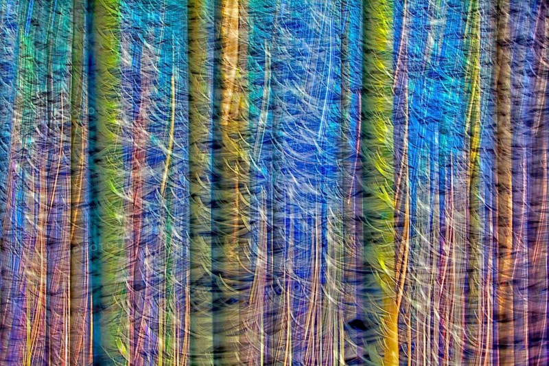 Atmospheric forest, abstract structures, wiping effect, bulb exposure