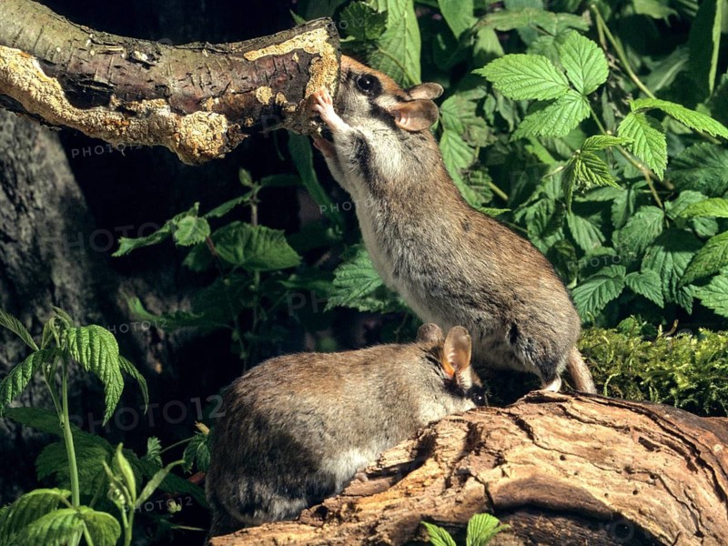 Eliomys quercinus, garden sleepers, rodents, rodentia, bilche, dormice, dormouse, mammals, rodents, sleepers, mammals