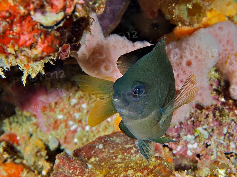 Tropical reef wrasse, yellowtail reef wrasse (Microspathodon chrysurus) – a transitional form – swimming amongst colourful corals at depth, dive site: Coral Garden, Puerto Viejo de Talamanca, Limón, Costa Rica, Caribbean, Atlantic Ocean