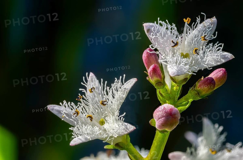 Bitter clover, fever clover, menyanthaceae, menyanthes trifoliata, marsh bitter clover, water feverwort, shag flower, bogbean, buckbean, flora, plants, plants