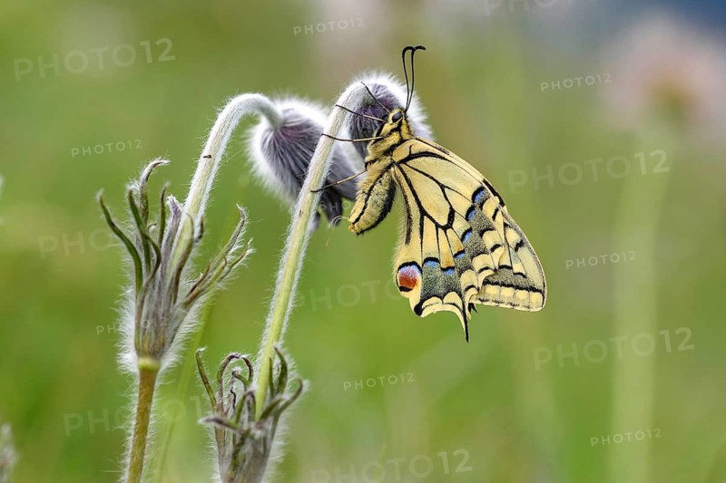 Animals, insects, butterflies, swallowtail butterfly perched on withered pasque flowers (Papilio machaon), Bavaria, Bavaria, Federal Republic of Germany