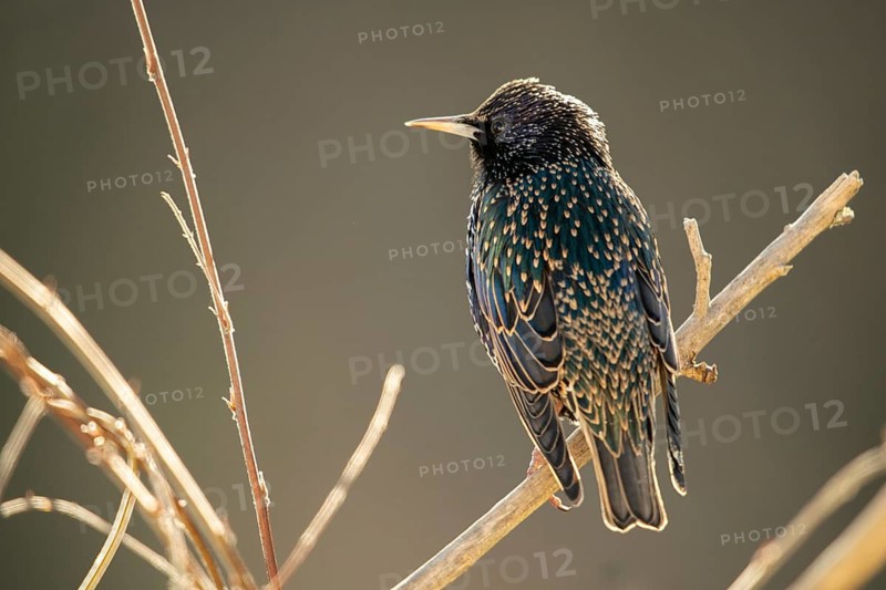 Star, Starling, Sturnus vulgaris, Birds, Passeri, Songbirds, Birds