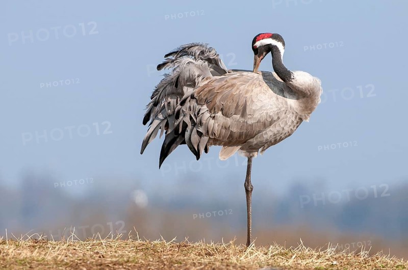 A crane (Grus grus) preening its plumage, Fågelsjö, Gävleborg County, Sweden