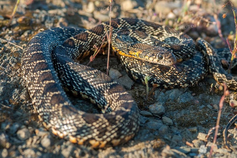 Coluber Hippocrepis, Hemorrhois Hippocrepis, Horseshoe Snake, Horseshoe Snake, Critters, Extremadura, Horseshoe Whip Snake, Reptilia, Reptiles, Snakes, Spain