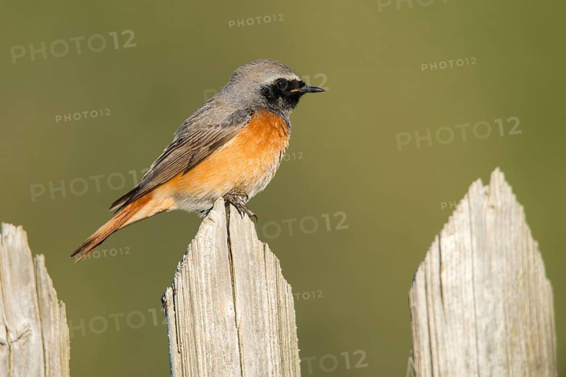 Garden redtail, Phoenicurus phoenicurus, redstart, birds, garden fence, garden birds, garden fence, passeri, songbirds, birds