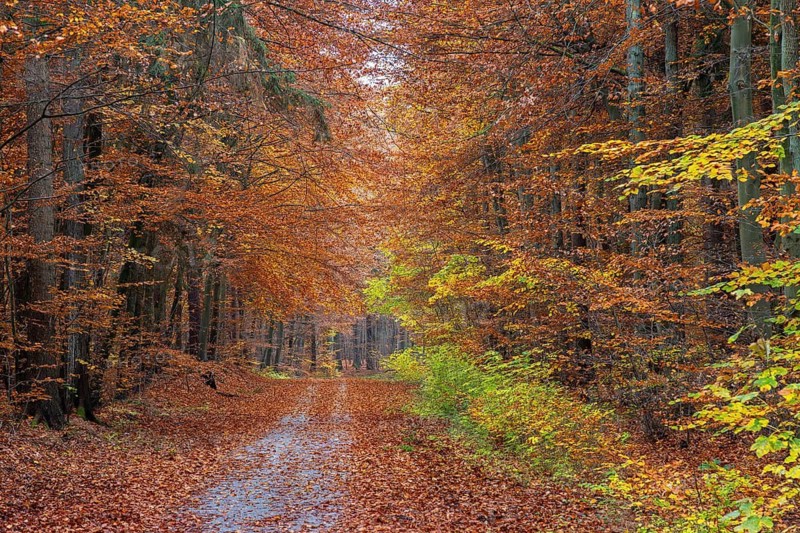 Forest road and European beeches, common beech trees with foliage in yellow, brown and green autumn colours, fall colors in broadleaved woodland